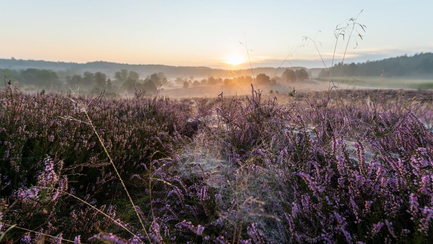 Die Sonne geht in der Lüneburger Heide auf. Die Sonne geht in der Lüneburger Heide auf.