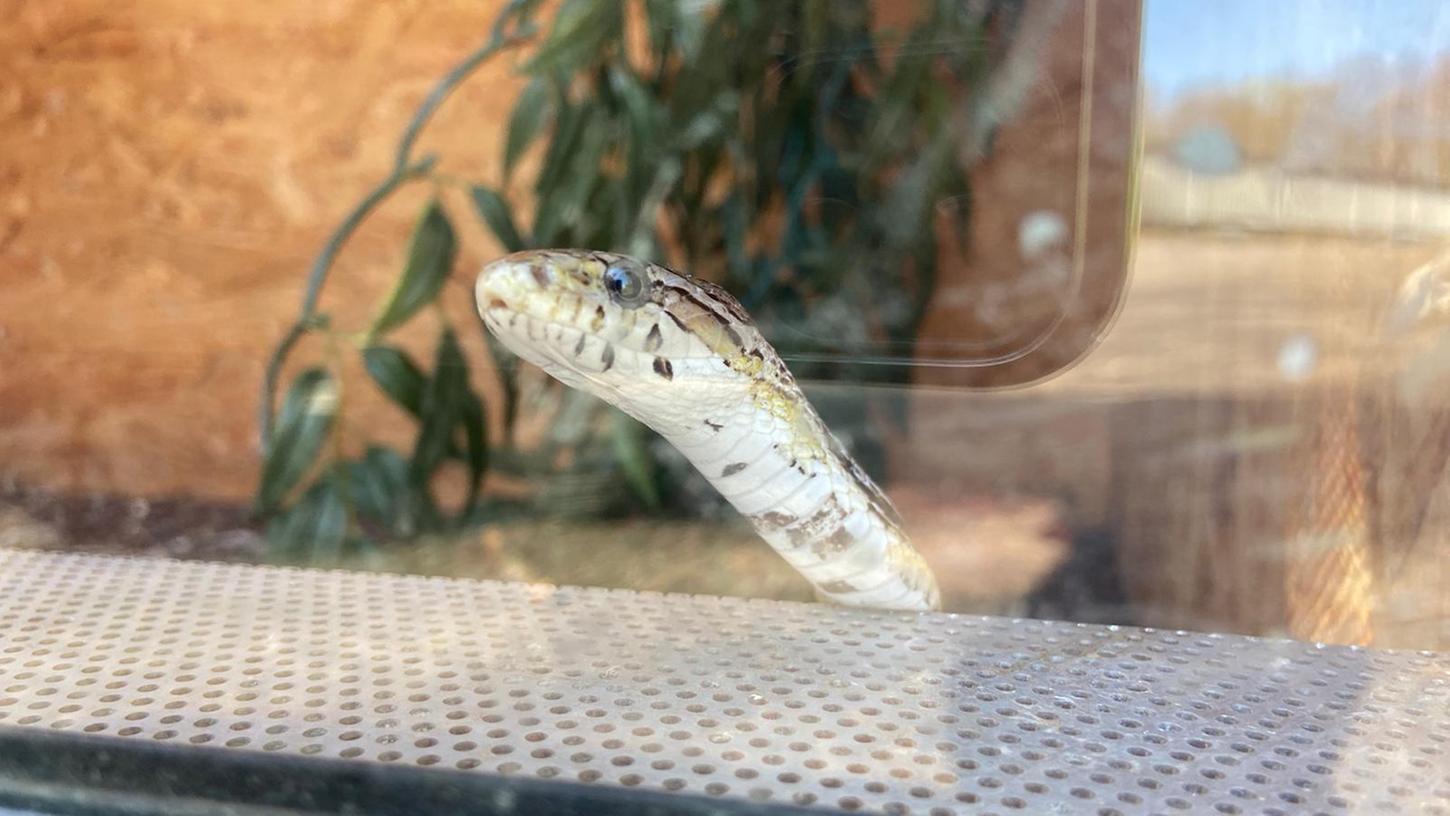 Ein technischer Defekt in einem Terrarium könnte die Brandursache gewesen sein.