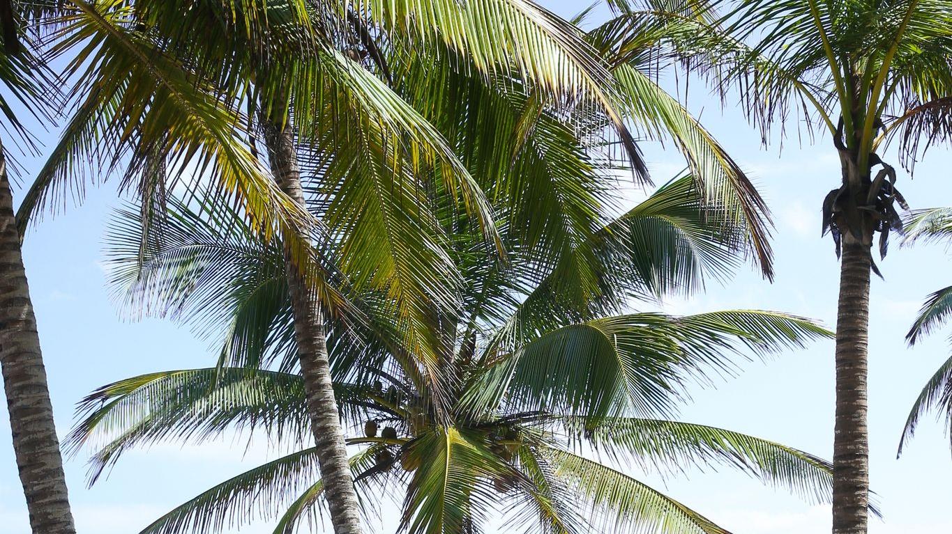 Wochenlang unter Palmen entspannen: Wer unbezahlten Urlaub möchte, ist auf das Einverständnis des Arbeitgebers angewiesen. Wochenlang unter Palmen entspannen: Wer unbezahlten Urlaub möchte, ist auf das Einverständnis des Arbeitgebers angewiesen.