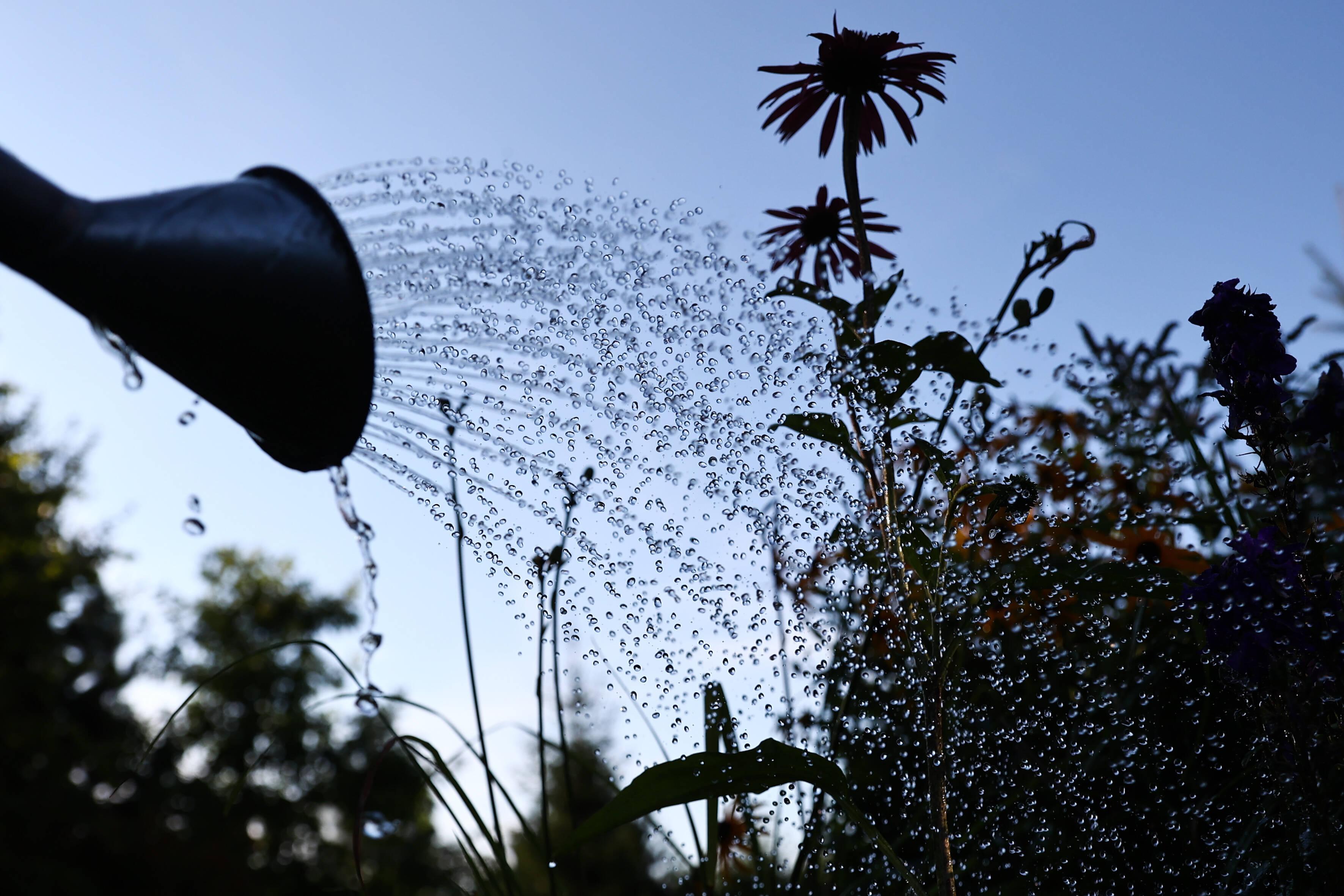 Richtig Gärtnern im Hochsommer Mit diesen Tipps gelingt es