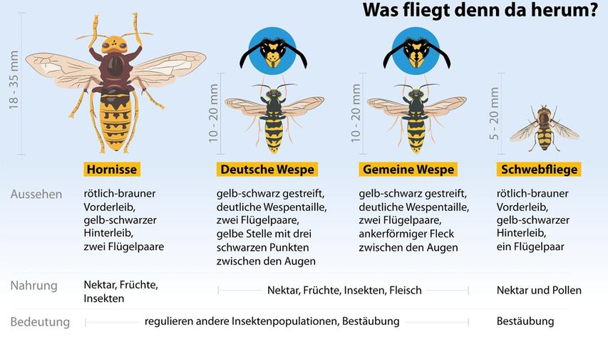 So unterscheiden sich die verschiedenen Wespenarten, die uns am häufigsten auffallen - und die ihnen ähnlichen Schwebfliegen.