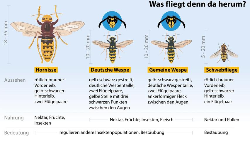 So unterscheiden sich die verschiedenen Wespenarten, die uns am häufigsten auffallen - und die ihnen ähnlichen Schwebfliegen. So unterscheiden sich die verschiedenen Wespenarten, die uns am häufigsten auffallen - und die ihnen ähnlichen Schwebfliegen.