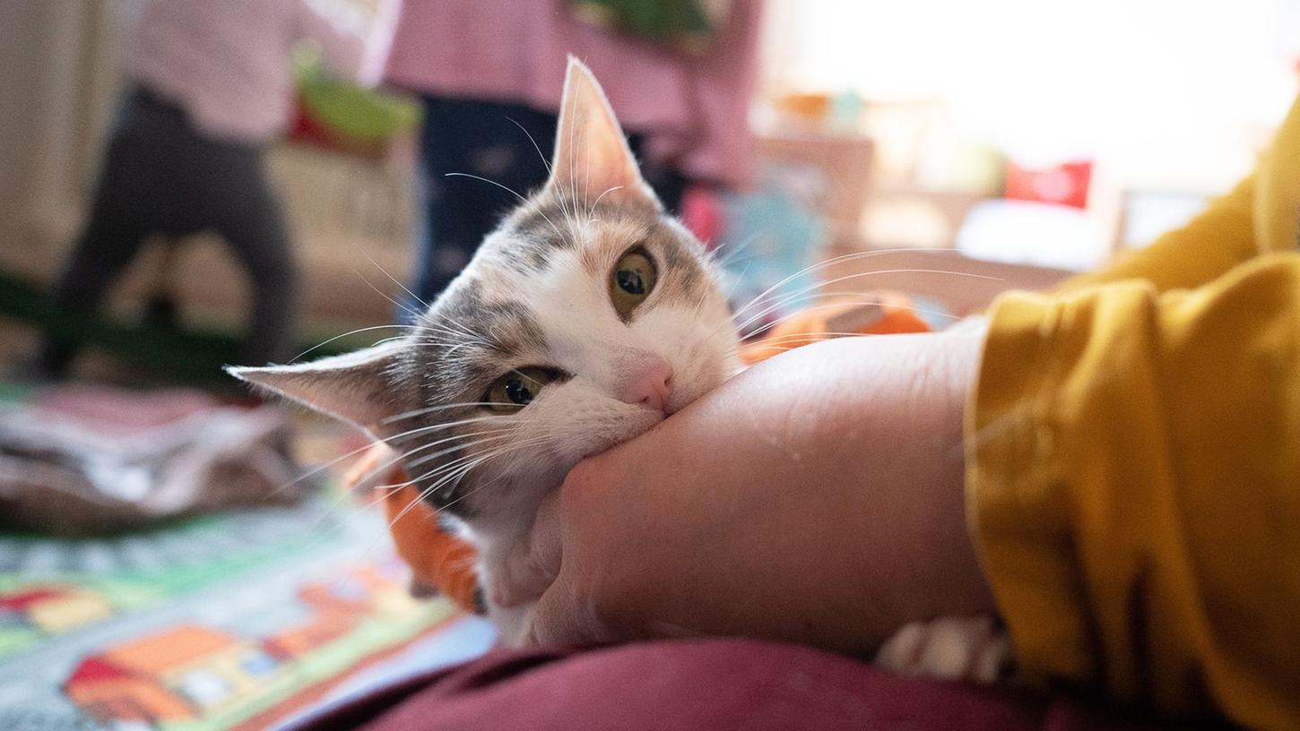 Zecken oder Flöhe? Dann auf keinen Fall Permethrin-haltige Mittel dem Liebling geben, diese können der Katze schaden. Zecken oder Flöhe? Dann auf keinen Fall Permethrin-haltige Mittel dem Liebling geben, diese können der Katze schaden.