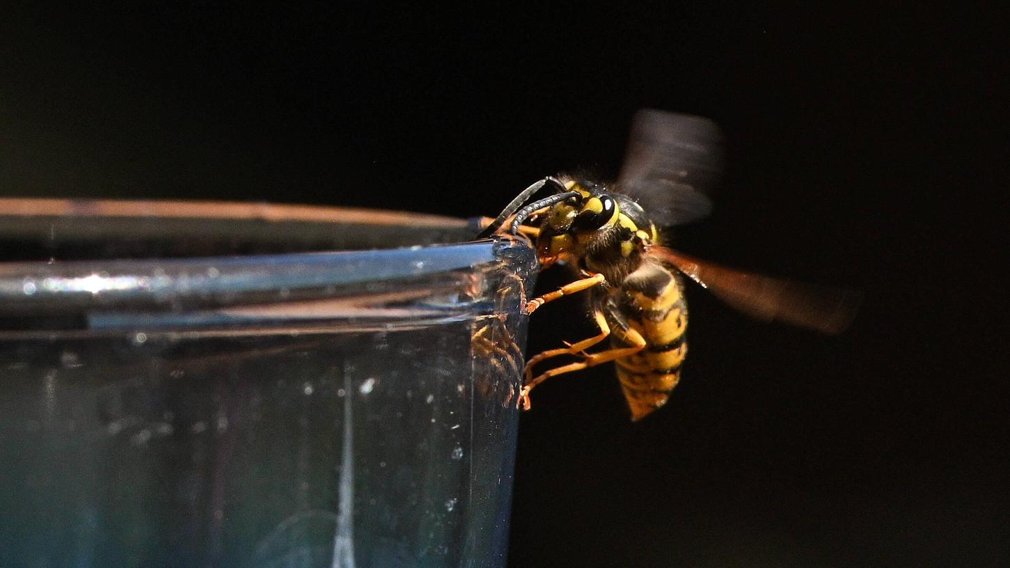 Wespen sind bedeutend für das Ökosystem, sagt der Landesbund für Vogelschutz und gibt Tipps, wie Mensch und Tier gut miteinander zurecht kommen. 

 
