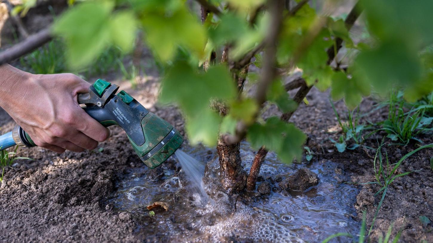 Eine Frau gießt einen Johannisbeerstrauch in einem Kleingarten. Viele Gärtner sorgen sich wegen der anhaltenden Trockenheit um ihre Pflanzen.