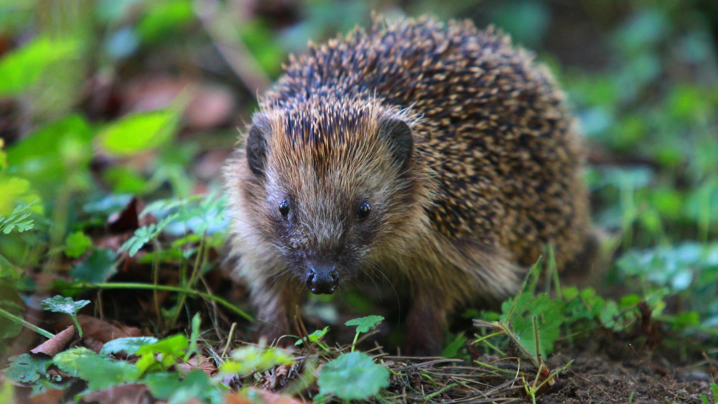 Eine Lücke im Zaun hilft Igeln, denn so können die Tiere auf der Suche nach Nahrung ein größeres Gebiet durchstreifen. Eine Lücke im Zaun hilft Igeln, denn so können die Tiere auf der Suche nach Nahrung ein größeres Gebiet durchstreifen.
