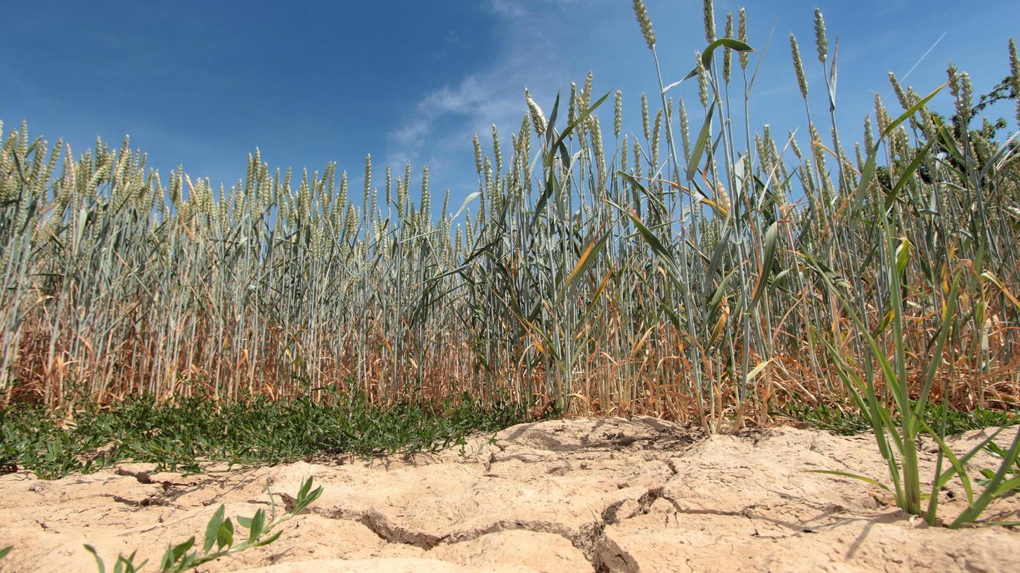 Schon 2015 sorgte eine schwere Dürre für Ernteschäden, 2022 könnte nach Ansicht von Expertinnen noch schlimmer werden.
Schon 2015 sorgte eine schwere Dürre für Ernteschäden, 2022 könnte nach Ansicht von Expertinnen noch schlimmer werden.