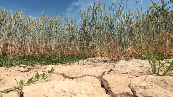 Fränkische Landwirtschaft kämpft mit Dürre - Sogar die Spargelsaison im nächsten Jahr ist in Gefahr