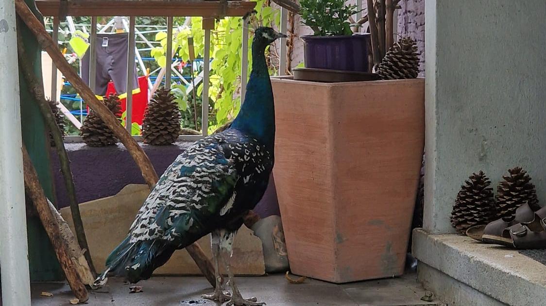 Ein Pfau vor der Tür: Überraschender Besuch für einen Nürnberger in Thon.