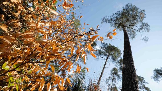 Bäume im Stress: Fatale Folgen für Nürnberger Wälder