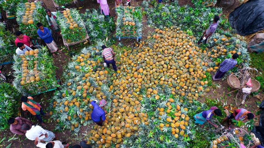 Bangladesch, Tangail: Händler arbeiten auf dem Jalchatra-Markt, der sich zum größten Ananasmarkt in Bangladesch entwickelt hat. Während der Monsunzeit werden hier täglich Ananas im Wert von mehr als 100.000 US-Dollar verkauft. Die Bauern bringen ihre angebauten Ananas auf Fahrrädern und Auto-Rikschas hierher, um sie zu verkaufen. Im Großhandel werden hier 100 Ananas für 55 US-Dollar verkauft.
