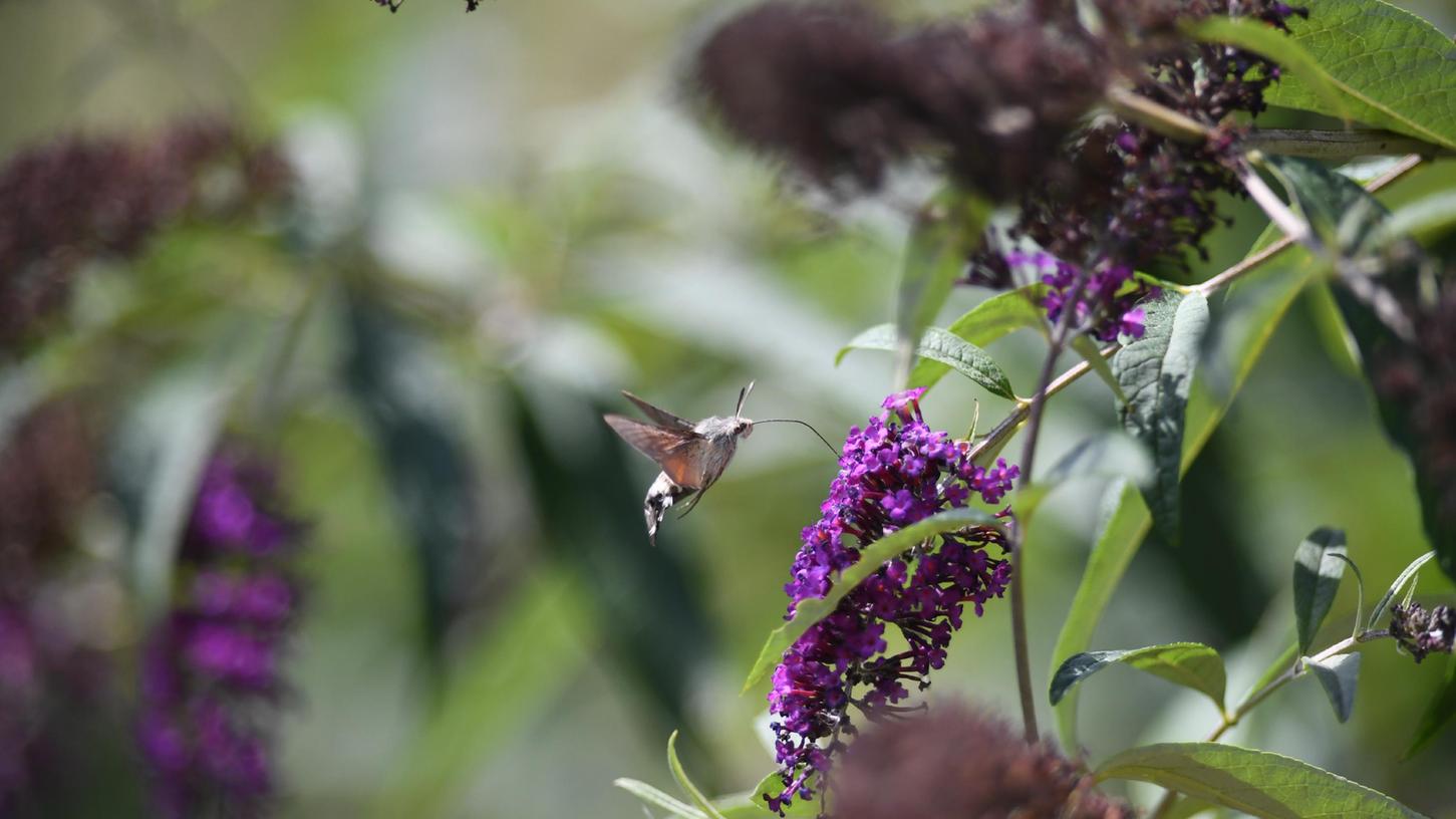 Faszinierender Besuch im Garten: Wie ein Kolibri schwirrt das Taubenschwänzchen von Blüte zu Blüte und saugt mit seinem langen Rüssel Nektar. Laut Nabu werden die Schmetterlinge aus dem Mittelmeerraum immer häufiger in unseren Breiten gesichtet.  