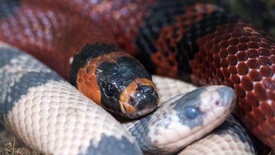 Invasive Art: Breitet sich diese Schlange nun in Bayern aus?