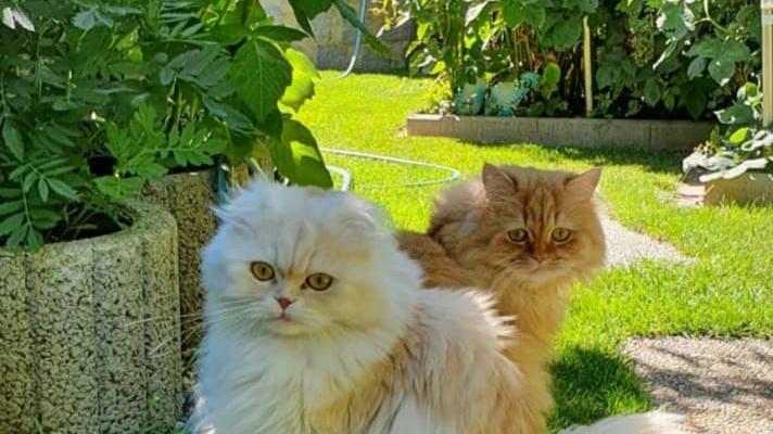 Flauschige Fellnasen: Das sind die niedlichsten Katzen unserer User