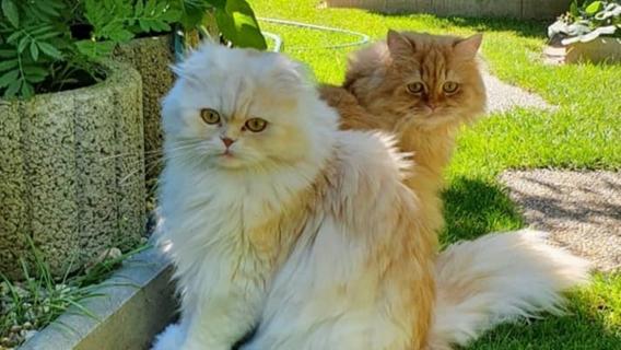 Flauschige Fellnasen: Das sind die niedlichsten Katzen unserer User