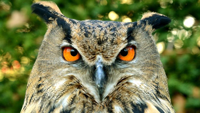 Der Uhu war fast ausgerottet, inzwischen stabilisiert sich der Bestand wieder. Der Uhu war fast ausgerottet, inzwischen stabilisiert sich der Bestand wieder.