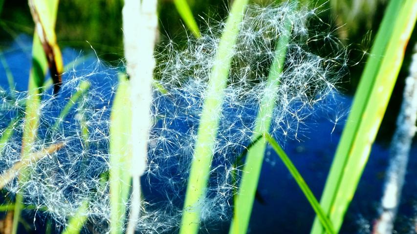 Ende der Reise: Die Samen der Kratzdistel sind in einem Spinnennetz gefangen. Mehr Leserfotos und Leserbriefe finden Sie hier.

 
