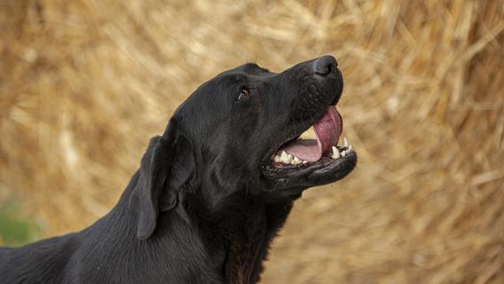 Bei Spaziergang: 69-Jähriger sticht auf Labrador ein - Hund stirbt