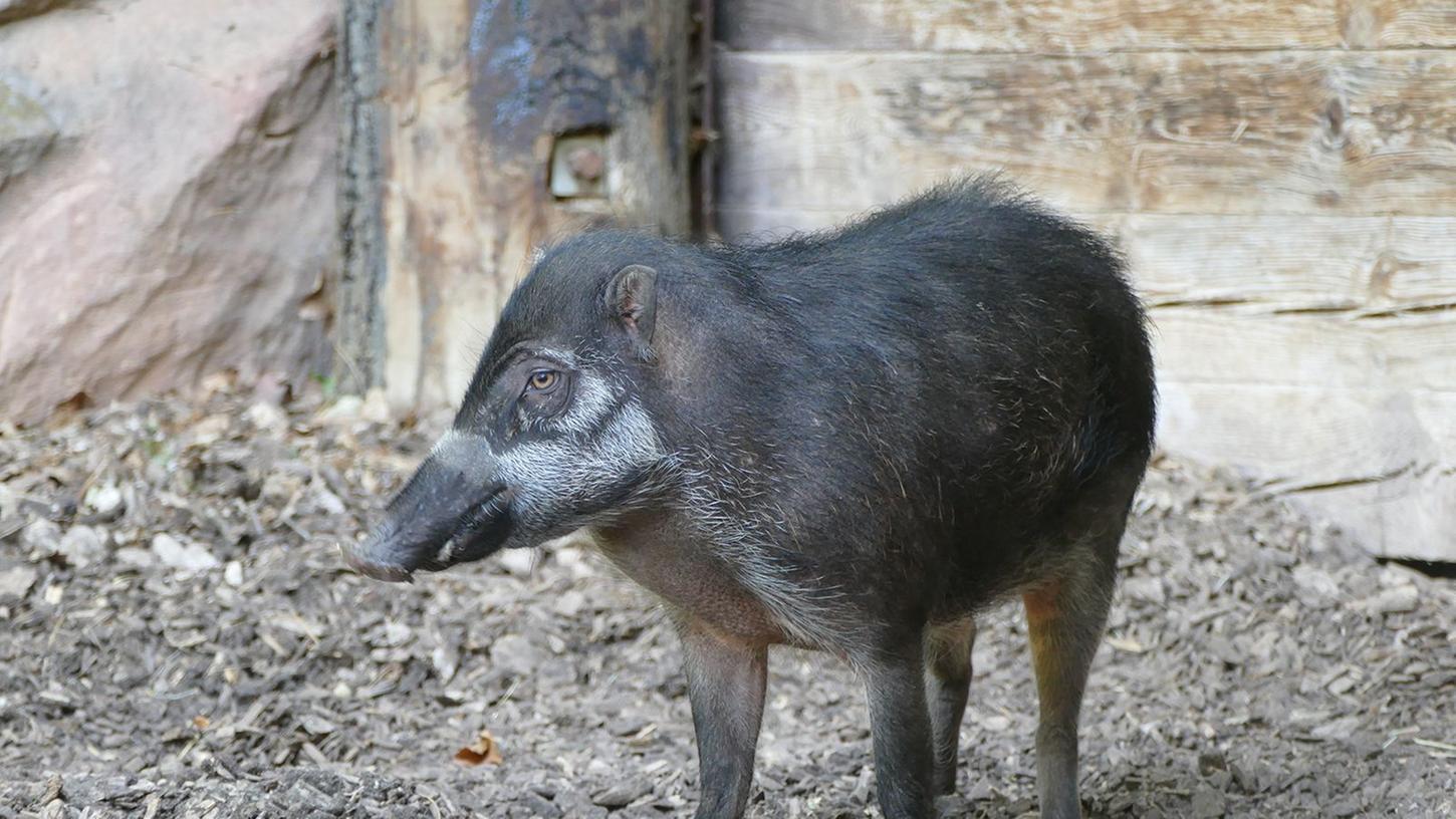 Visayas-Pustelschweine gelten als vom Aussterben bedroht. Im Nürnberger Tiergarten kann man sie jetzt beobachten.