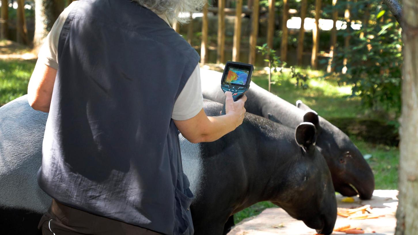 Nürnbergs Zoo-Tierärztin Katrin Baumgartner misst mit einer Wärmebildkamera die Temperatur am Kopf von Tapir-Dame Indy, während diese genüsslich eine Karotte frisst.