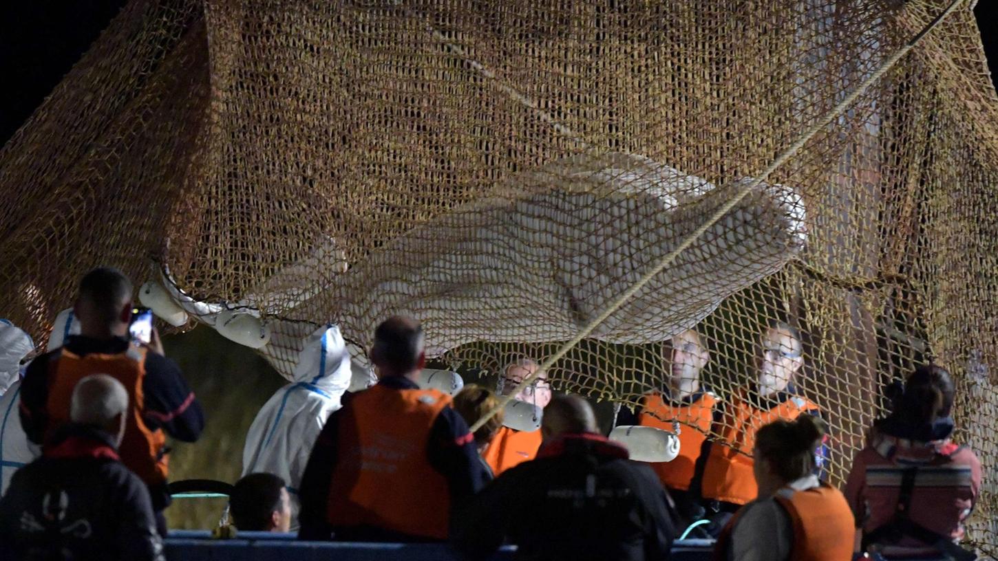 Retter ziehen ein Netz auf, um den Belugawal bei Notre Dame de la-Garenne zu retten, leider vergeblich.