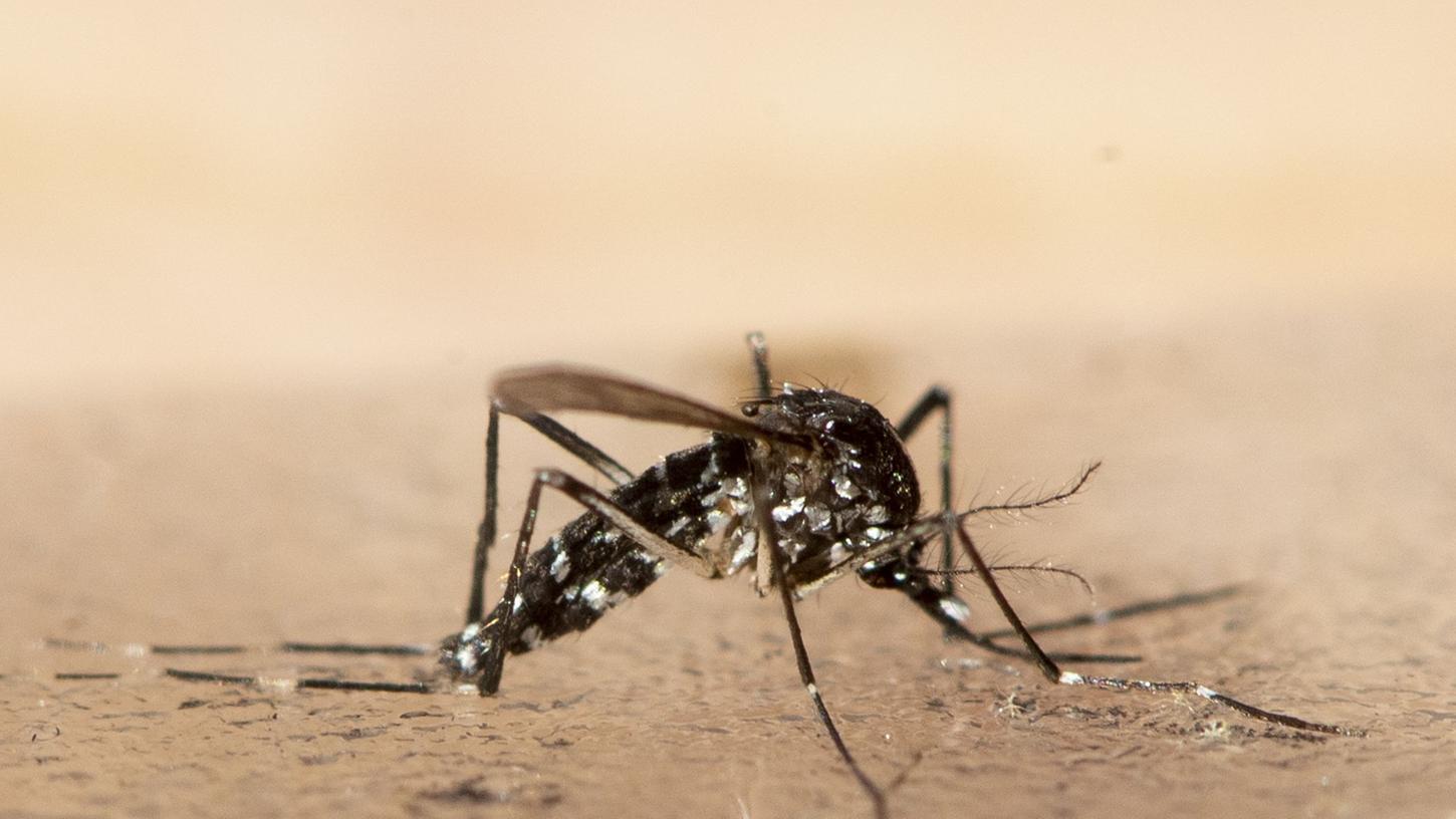 Klimawandel: Gefahr durch eingeschleppte Mückenarten