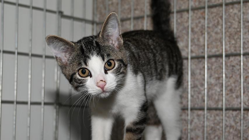 Als Fundtier kam auch der getigert-weiße Kater ins Tierheim. Er wurde Ende vergangener Woche in Neumarkt am Deininger Weg in einem Garten aufgegriffen. Der kleine, etwa vier bis fünf Monate alte Kater machte zuerst einen sehr scheuen Eindruck, aber offenbar war das nur seine Verwirrung und Verunsicherung darüber, dass er plötzlich in Freiheit war. Wo in der Umgebung Deininger Weg, in Höhe der Einmündung Ludwig-Wifling-Straße, wird dieses kleine Kerlchen vermisst? Das Tierheim Neumarkt ist trotz der erfolgten Lockerungen noch immer bis auf Weiteres für Besucher, Gassigeher und Katzenstreichler geschlossen. Besuche und Tiervermittlungen können nur nach vorheriger telefonischer Terminvereinbarung stattfinden. Das Büro ist täglich (außer an Sonn- und Feiertagen) von 14.30 bis 17 Uhr unter der Telefonnummer (0 91 81) 2 28 62 erreichbar. In Notfällen und im Falle von Fundtieren ist das Tierheim ebenfalls unter dieser Telefonnummer erreichbar. Hier geht es zur Internet-Seite des Tierheims
Als Fundtier kam auch der getigert-weiße Kater ins Tierheim. Er wurde Ende vergangener Woche in Neumarkt am Deininger Weg in einem Garten aufgegriffen. Der kleine, etwa vier bis fünf Monate alte Kater machte zuerst einen sehr scheuen Eindruck, aber offenbar war das nur seine Verwirrung und Verunsicherung darüber, dass er plötzlich in Freiheit war. Wo in der Umgebung Deininger Weg, in Höhe der Einmündung Ludwig-Wifling-Straße, wird dieses kleine Kerlchen vermisst? Das Tierheim Neumarkt ist trotz der erfolgten Lockerungen noch immer bis auf Weiteres für Besucher, Gassigeher und Katzenstreichler geschlossen. Besuche und Tiervermittlungen können nur nach vorheriger telefonischer Terminvereinbarung stattfinden. Das Büro ist täglich (außer an Sonn- und Feiertagen) von 14.30 bis 17 Uhr unter der Telefonnummer (0 91 81) 2 28 62 erreichbar. In Notfällen und im Falle von Fundtieren ist das Tierheim ebenfalls unter dieser Telefonnummer erreichbar. Hier geht es zur Internet-Seite des Tierheims