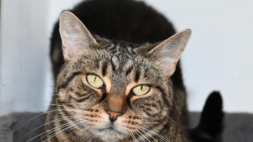 Heute bewirbt sich die getigerte Katze „Paula“ um ein neues Zuhause. Die etwa sechs Jahre alte „Paula“ kam vor mehreren Wochen als Fundtier ins Tierheim, nachdem sie etwas planlos auf dem Parkplatz der Wallfahrtskirche Mariahilf in Neumarkt herumirrte. Leider hatte „Paula“ keinerlei Kennzeichnung und ihre Familie hat sich auch nie im Tierheim gemeldet. „Paula“ möchte aber nicht ewig im Tierheim sitzen und auf etwas warten, was nicht mehr kommt. Mit den anderen Katzen in ihrem Zimmer kann sie nichts anfangen und so ist „Paula“ auf der Suche nach einem neuen, schönen Zuhause, in dem sie die Zuwendung ihrer Menschen mit niemand teilen muss. Nachdem die Katzenlady ganz offensichtlich bisher Freigang gewöhnt war, sollte ihr im neuen Zuhause auch wieder Freigang gewährt werden können. Das heißt, das neue Zuhause sollte verkehrsarm liegen. Das Tierheim Neumarkt ist trotz der erfolgten Lockerungen noch immer bis auf Weiteres für Besucher, Gassigeher und Katzenstreichler geschlossen. Besuche und Tiervermittlungen können nur nach vorheriger telefonischer Terminvereinbarung stattfinden. Das Büro ist täglich (außer an Sonn- und Feiertagen) von 14.30 bis 17 Uhr unter der Telefonnummer (0 91 81) 2 28 62 erreichbar. In Notfällen und im Falle von Fundtieren ist das Tierheim ebenfalls unter dieser Telefonnummer erreichbar. Hier geht es zur Internet-Seite des Tierheims
Heute bewirbt sich die getigerte Katze „Paula“ um ein neues Zuhause. Die etwa sechs Jahre alte „Paula“ kam vor mehreren Wochen als Fundtier ins Tierheim, nachdem sie etwas planlos auf dem Parkplatz der Wallfahrtskirche Mariahilf in Neumarkt herumirrte. Leider hatte „Paula“ keinerlei Kennzeichnung und ihre Familie hat sich auch nie im Tierheim gemeldet. „Paula“ möchte aber nicht ewig im Tierheim sitzen und auf etwas warten, was nicht mehr kommt. Mit den anderen Katzen in ihrem Zimmer kann sie nichts anfangen und so ist „Paula“ auf der Suche nach einem neuen, schönen Zuhause, in dem sie die Zuwendung ihrer Menschen mit niemand teilen muss. Nachdem die Katzenlady ganz offensichtlich bisher Freigang gewöhnt war, sollte ihr im neuen Zuhause auch wieder Freigang gewährt werden können. Das heißt, das neue Zuhause sollte verkehrsarm liegen. Das Tierheim Neumarkt ist trotz der erfolgten Lockerungen noch immer bis auf Weiteres für Besucher, Gassigeher und Katzenstreichler geschlossen. Besuche und Tiervermittlungen können nur nach vorheriger telefonischer Terminvereinbarung stattfinden. Das Büro ist täglich (außer an Sonn- und Feiertagen) von 14.30 bis 17 Uhr unter der Telefonnummer (0 91 81) 2 28 62 erreichbar. In Notfällen und im Falle von Fundtieren ist das Tierheim ebenfalls unter dieser Telefonnummer erreichbar. Hier geht es zur Internet-Seite des Tierheims