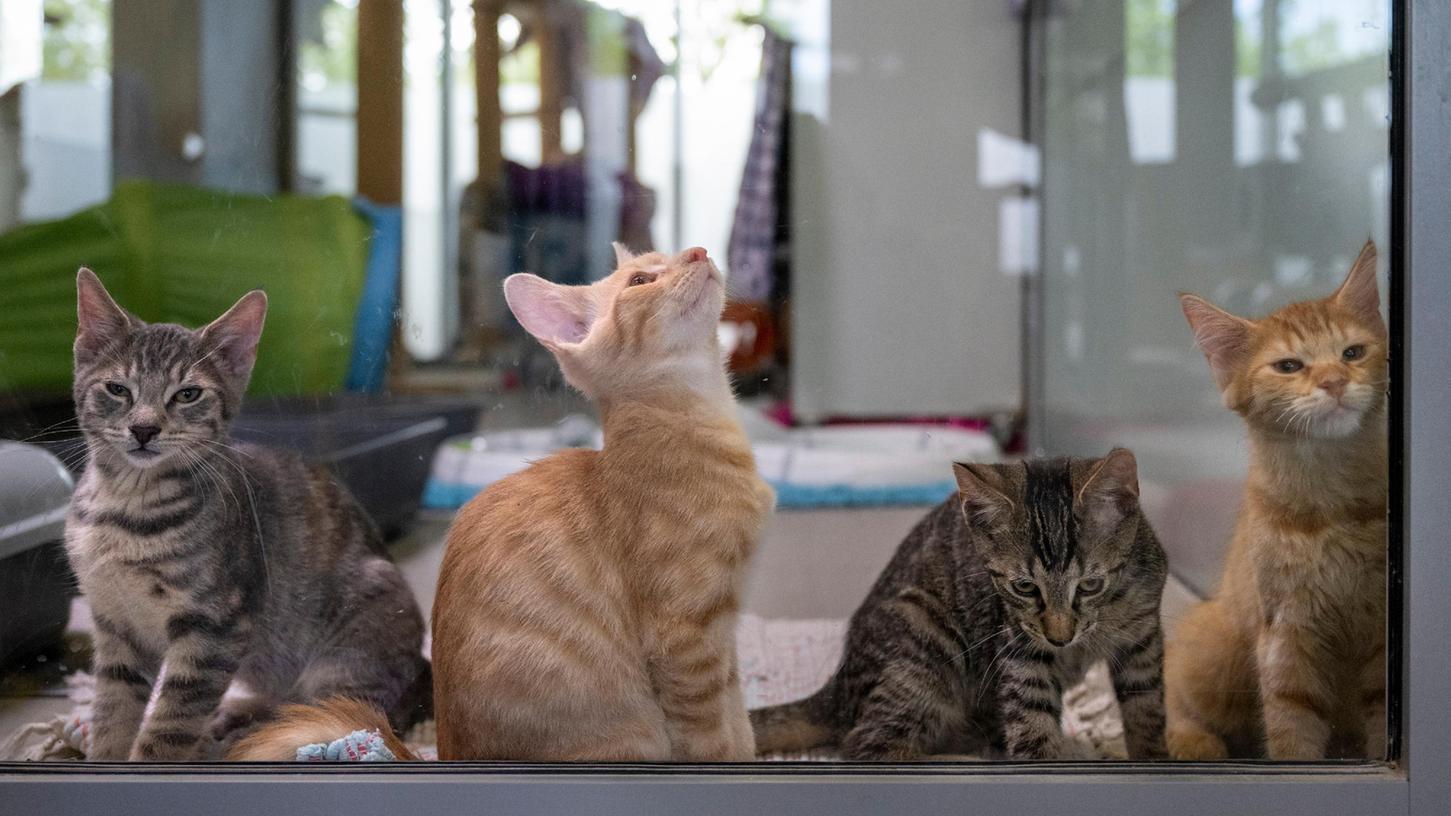 Dutzende Tiere aus verwahrlostem Haus gerettet Schock für Kelheimer