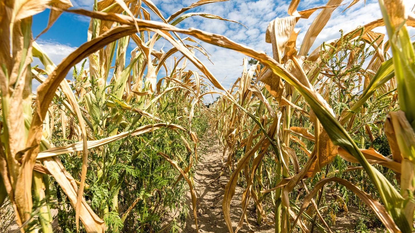 Vertrocknete Feldfrüchte, wie hier auf einem Maisfeld in Brandenburg, sind eine Folge der wochenlangen Trockenheit.