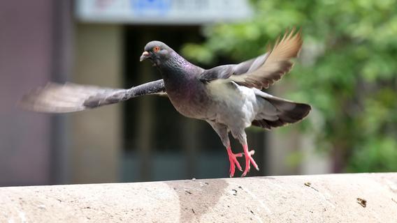 Mitten in Fürth: Mehrere Tauben mit Schussverletzungen gefunden