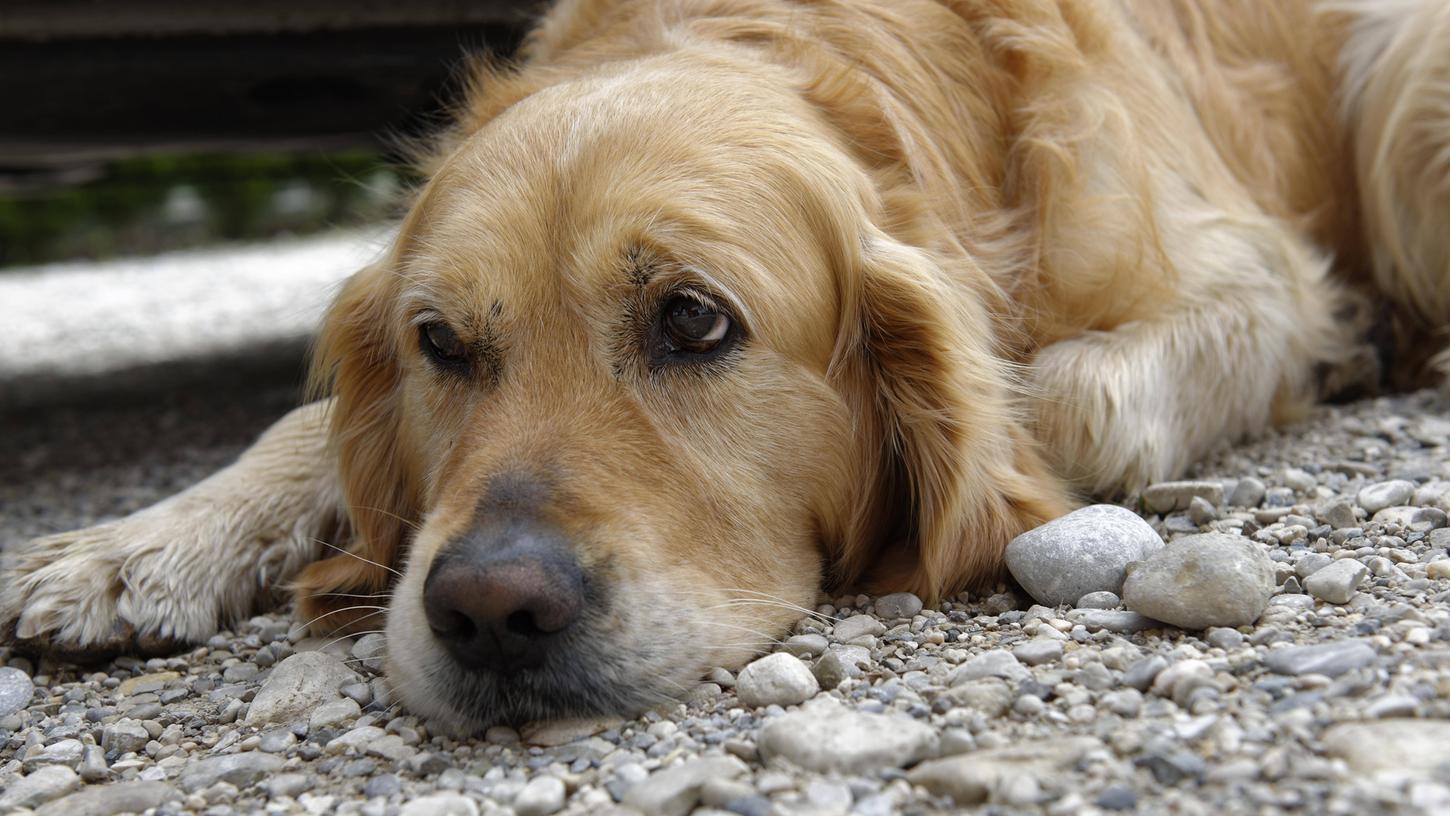 Durch Schokolade können Hunde eine Vergiftung erleiden. 