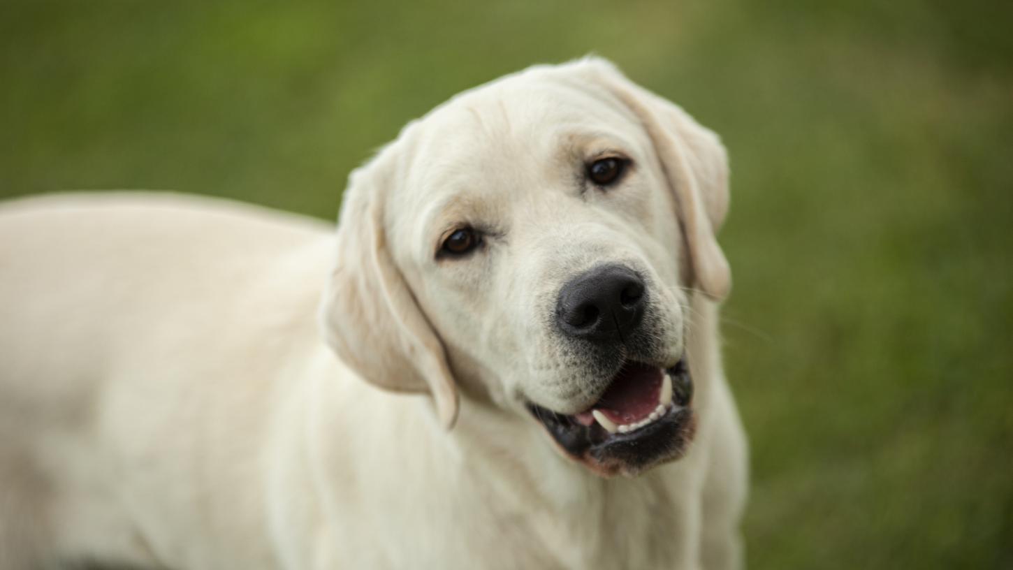 Mit einem Medikament, das bereits beim Menschen verwendet wird, wollen Forscherinnen und Forscher das Leben von Hunden verlängern.