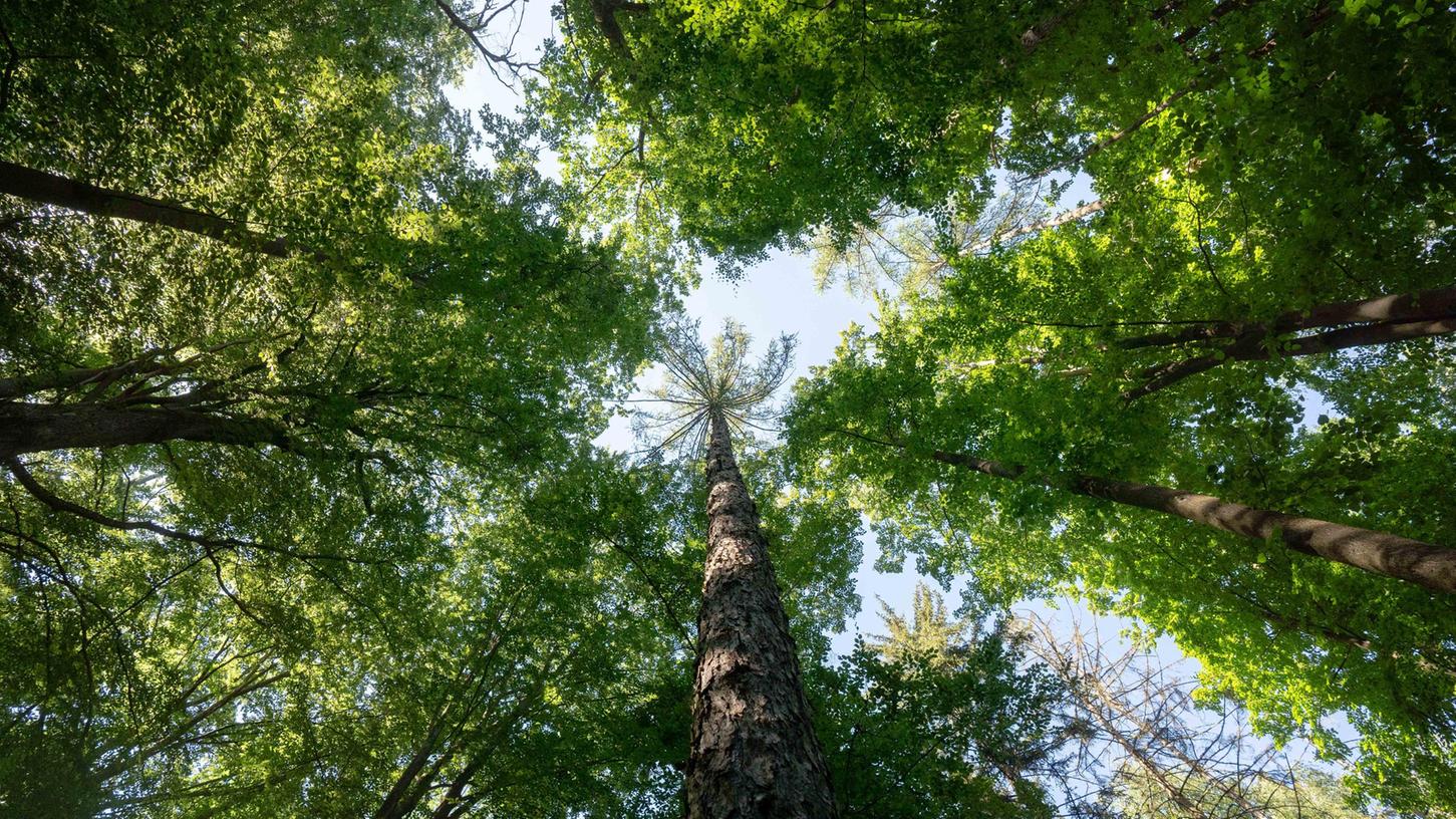 Bayern hat nun seine ersten zertifizierten Kur- und Heilwälder bekommen. Auch ein Waldstück bei Treuchtlingen ist unter den ersten.