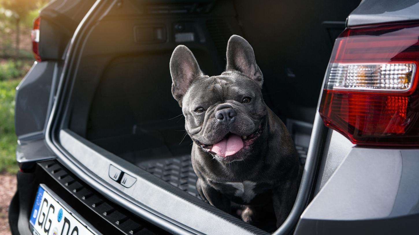 Hund im Auto: So klappt es mit dem tierischen Beifahrer!