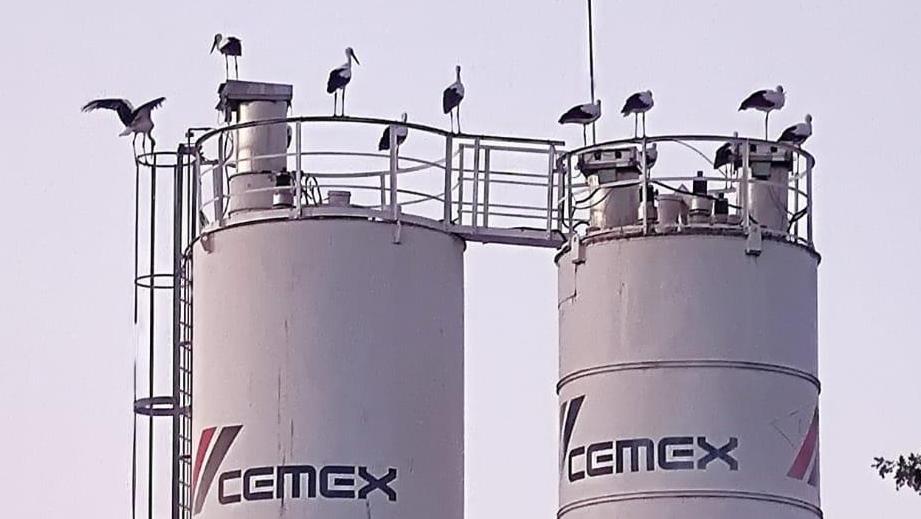 Auf den Silos der Firma Cemex ließ es sich für Adebar offenbar gut Rast machen.