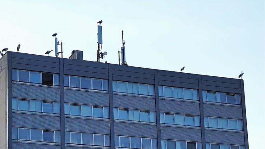 Mindestens acht weitere Störche auf dem Wohnhaus am Schwabacher Bahnhof gegenüber der BayWa...