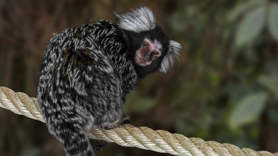 Aus Angst vor Affenpocken: Angriffe auf Affen in Brasilien