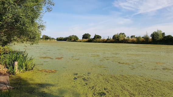 Fränkisches Seenland: Heuer gibt es  auffällig viele Algen und Wasserpflanzen
