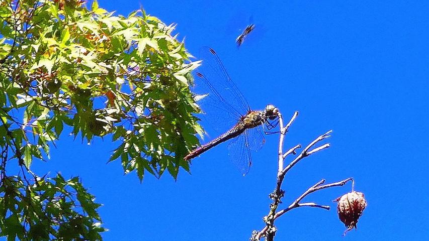 Ein Weibchen der "Blutroten Heidelibelle" klammert sich auf einem Zweig eines Schlitzahorn fest und lässt sich von Windboen vergnüglich schaukeln! Über ihr sieht man eine andere im Anflug. Mehr Leserfotos und Leserbriefe finden Sie hier.
