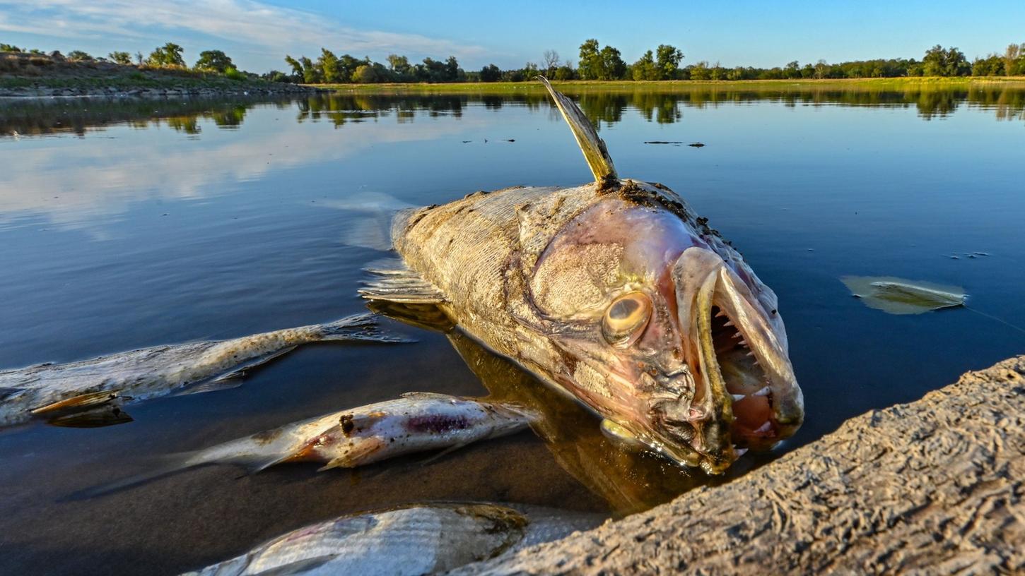 Fischsterben in der Oder - Hintergründe geben Rätsel auf