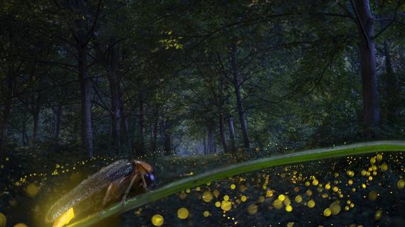 Glühwürmchen: Alles Wissenswerte zu den faszinierenden Leuchtkäfern