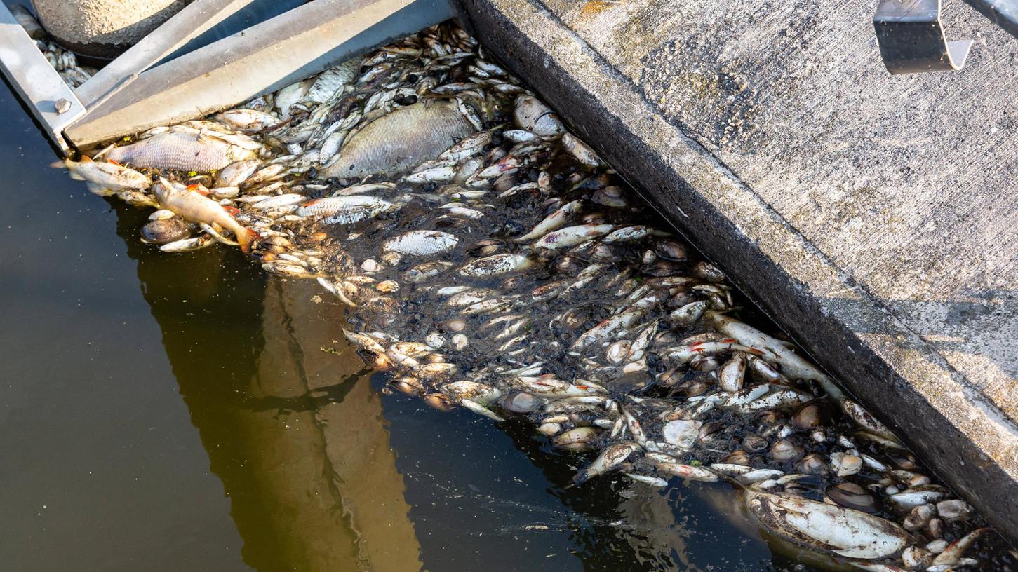 Die Bilder gleichen sich: Überall entlang der Oder finden sich Fischkadaver. Es werden andauernd mehr. 