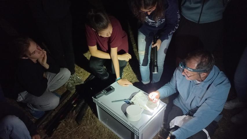 Abendsegler, Mausohr und Co.: Junge Naturfans suchten in Triesdorf Fledermäuse Abendsegler, Mausohr und Co.: Junge Naturfans suchten in Triesdorf Fledermäuse