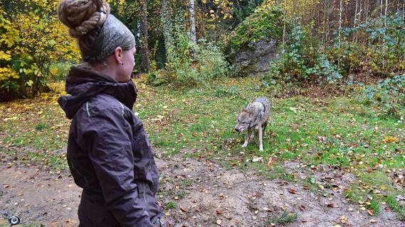Der Wolf in Oberfranken: Erste Phase zu Modellregion erreicht