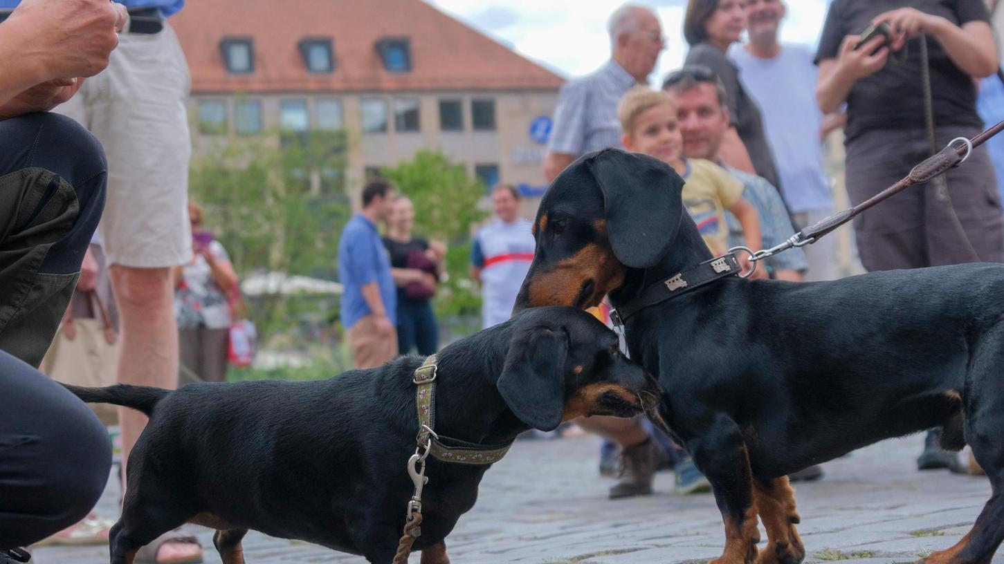 Erstes Beschnuppern am Hauptmarkt. Nicht immer blieb es dabei: Der eine oder andere behauptete sich mit kräftigem Bellen gegenüber seinen Artgenossen.
Erstes Beschnuppern am Hauptmarkt. Nicht immer blieb es dabei: Der eine oder andere behauptete sich mit kräftigem Bellen gegenüber seinen Artgenossen.