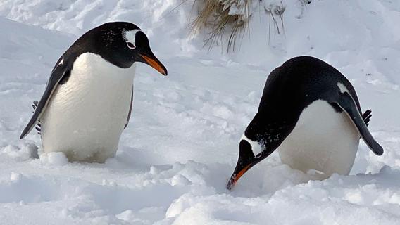 Falklandinseln: Die Luftbrücke zu den Pinguinen