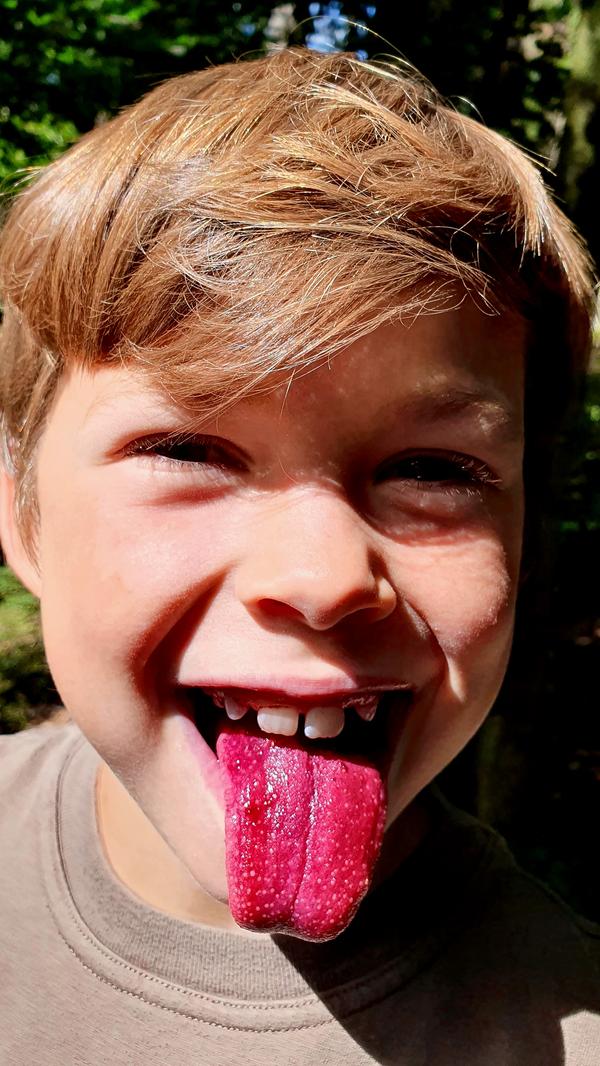 Am Weg wachsen viele Blaubeerbüsche, wie man an der Zunge erkennen kann.