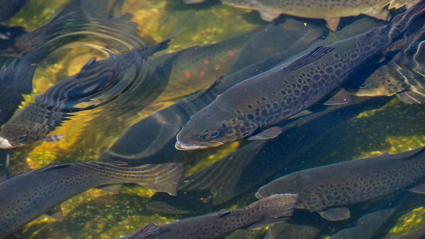 Tote Forellen im Landkreis Ansbach: Wasser von Fischweiher braun verfärbt Tote Forellen im Landkreis Ansbach: Wasser von Fischweiher braun verfärbt