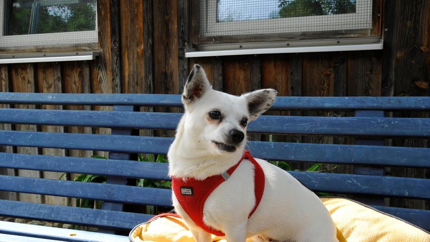 Die dreijährige Jack-Russel-Mischlingshündin „Julchen“ mit den getüpfelten Ohren wurde hier schon einmal vorgestellt, aber leider war das passende Zuhause für die kleine Hundedame nicht dabei. „Julchen“ hat ihr Zuhause auf eine sehr schäbige Art und Weise verloren: Sie wurde ausgesetzt. Warum, das kann man sich im Tierheim Neumarkt nicht erklären, denn die inzwischen kastrierte Hündin ist sehr menschenbezogen, läuft brav an der Leine, kennt ihre Grundkommandos und schmust außerordentlich gerne. Lediglich auf die Gesellschaft anderer Hunde und Kleintiere legt sie keinen Wert, da sie zur Eifersucht neigt und ihren Alleinanspruch auf Streicheleinheiten und Leckerlis vehement gegenüber anderen Vierbeinern verteidigt. „Julchen“ ist sehr aktiv, geht gerne Gassi, und wenn im Anschluss ans Gassigehen dann noch eine Kuschelrunde auf dem Sofa folgt, ist für sie die Welt in Ordnung. Julchen kann bis zu drei Stunden alleine bleiben und möchte gerne einen Garten in ihrem neuen Zuhause. Das Tierheim Neumarkt ist trotz der erfolgten Lockerungen noch immer bis auf Weiteres für Besucher, Gassigeher und Katzenstreichler geschlossen. Besuche und Tiervermittlungen können nur nach vorheriger telefonischer Terminvereinbarung stattfinden. Das Büro ist täglich (außer an Sonn- und Feiertagen) von 14.30 bis 17 Uhr unter der Telefonnummer (0 91 81) 2 28 62 erreichbar. In Notfällen und im Falle von Fundtieren ist das Tierheim ebenfalls unter dieser Telefonnummer erreichbar. Hier geht es zur Internet-Seite des Tierheims
Die dreijährige Jack-Russel-Mischlingshündin „Julchen“ mit den getüpfelten Ohren wurde hier schon einmal vorgestellt, aber leider war das passende Zuhause für die kleine Hundedame nicht dabei. „Julchen“ hat ihr Zuhause auf eine sehr schäbige Art und Weise verloren: Sie wurde ausgesetzt. Warum, das kann man sich im Tierheim Neumarkt nicht erklären, denn die inzwischen kastrierte Hündin ist sehr menschenbezogen, läuft brav an der Leine, kennt ihre Grundkommandos und schmust außerordentlich gerne. Lediglich auf die Gesellschaft anderer Hunde und Kleintiere legt sie keinen Wert, da sie zur Eifersucht neigt und ihren Alleinanspruch auf Streicheleinheiten und Leckerlis vehement gegenüber anderen Vierbeinern verteidigt. „Julchen“ ist sehr aktiv, geht gerne Gassi, und wenn im Anschluss ans Gassigehen dann noch eine Kuschelrunde auf dem Sofa folgt, ist für sie die Welt in Ordnung. Julchen kann bis zu drei Stunden alleine bleiben und möchte gerne einen Garten in ihrem neuen Zuhause. Das Tierheim Neumarkt ist trotz der erfolgten Lockerungen noch immer bis auf Weiteres für Besucher, Gassigeher und Katzenstreichler geschlossen. Besuche und Tiervermittlungen können nur nach vorheriger telefonischer Terminvereinbarung stattfinden. Das Büro ist täglich (außer an Sonn- und Feiertagen) von 14.30 bis 17 Uhr unter der Telefonnummer (0 91 81) 2 28 62 erreichbar. In Notfällen und im Falle von Fundtieren ist das Tierheim ebenfalls unter dieser Telefonnummer erreichbar. Hier geht es zur Internet-Seite des Tierheims